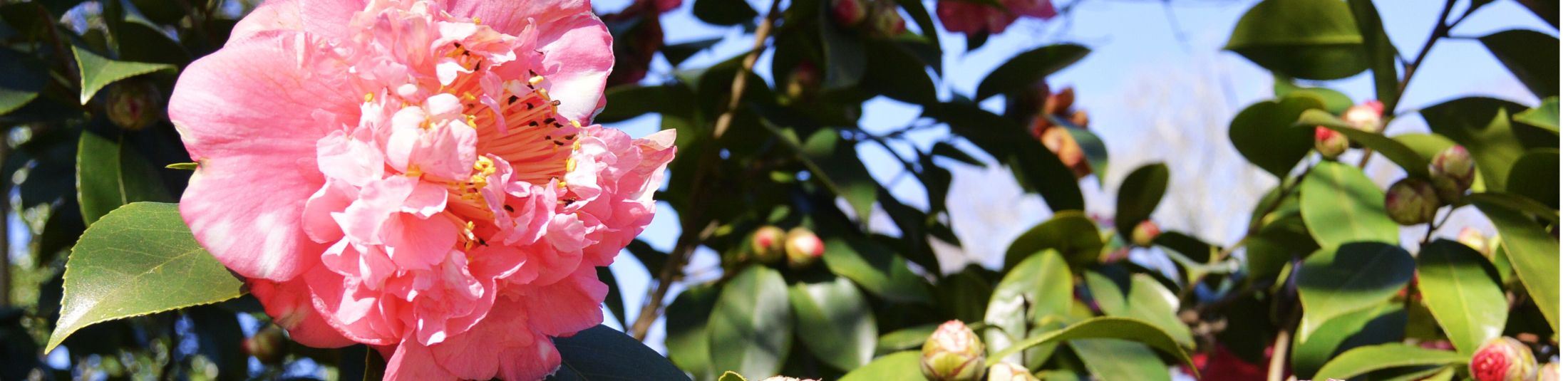 Image of a pink flower with green leaves